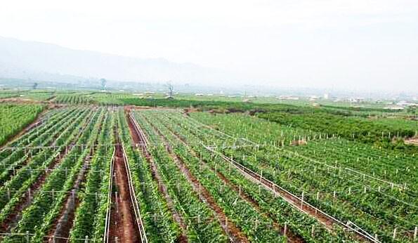 賓川農(nóng)業(yè)結(jié)構(gòu)調(diào)整 力推質(zhì)量安全追溯系統(tǒng)